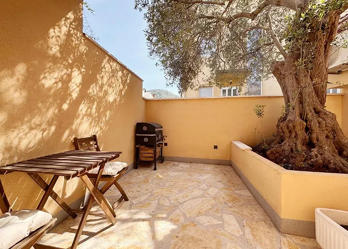 Olive Tree