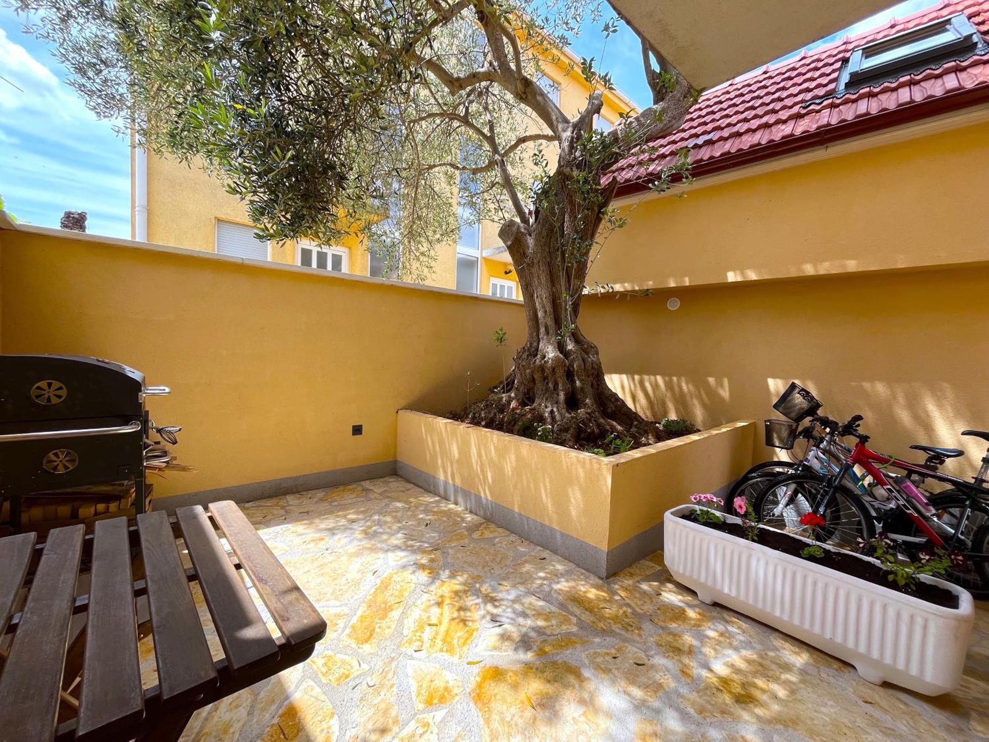 Olive Tree *